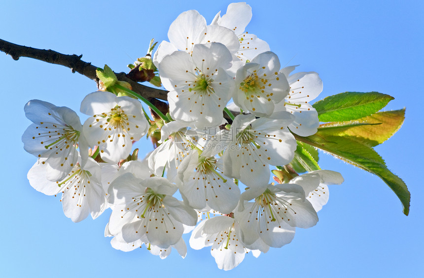 樱桃树白花马克图片