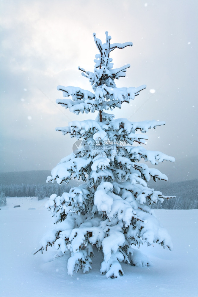 冬季平静的山地景观斜坡Kukol山喀尔巴阡乌克兰上有雪落的黄和美丽fir树Kukol山喀尔巴阡图片