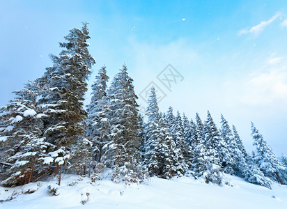 山边的冬天和雪覆盖了山边的木头树图片
