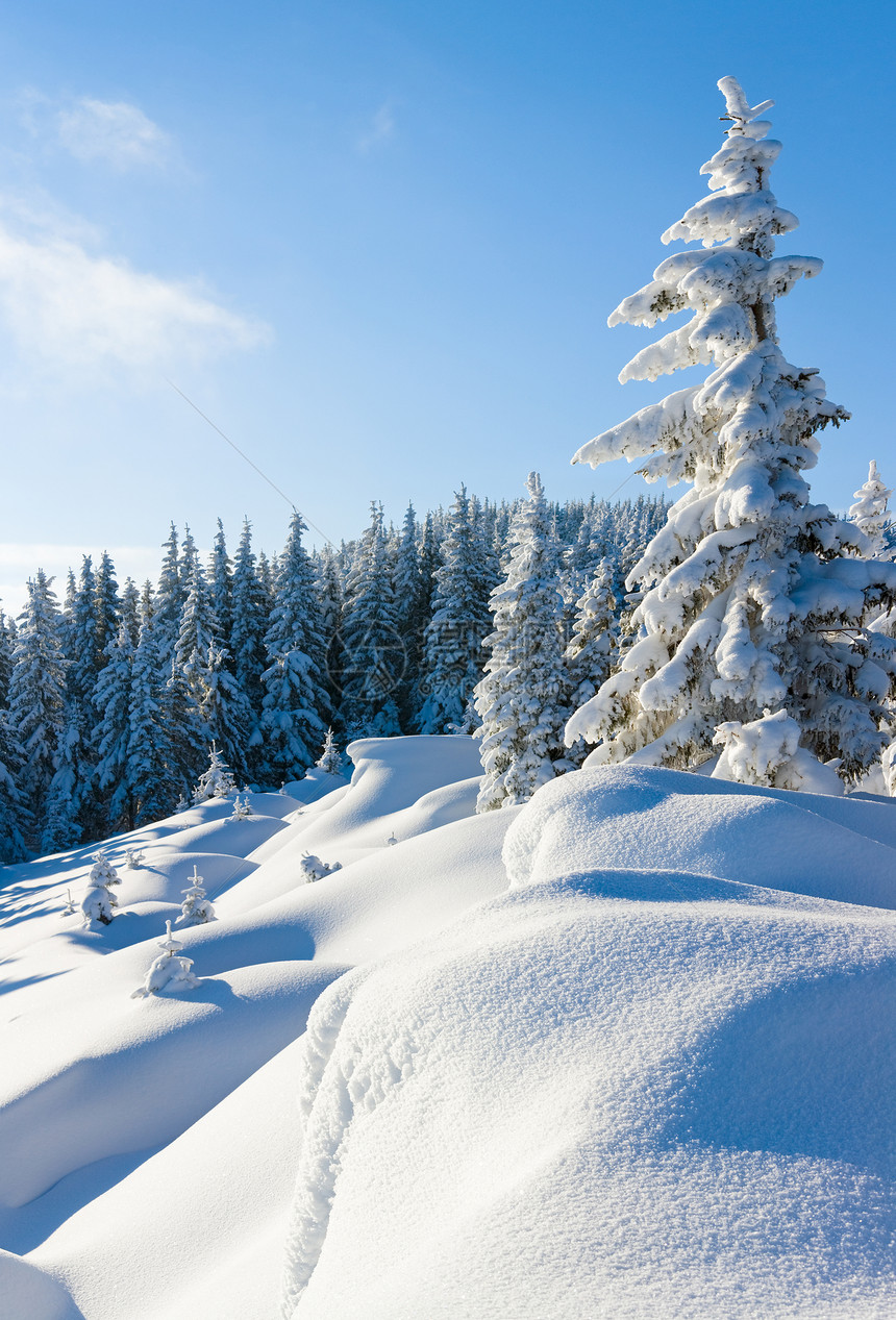 上午清晨冬季平静的山地景观坡上有美丽的fir树喀尔巴阡山乌克兰图片