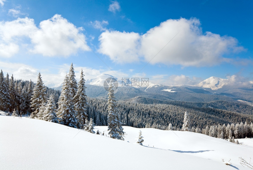 山边喀尔巴阡乌克兰边的林木被雪覆盖喀尔巴阡山图片