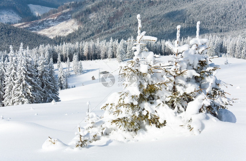 冬季平静的山地景观斜坡上有棚和美丽的fir树库科勒山喀尔巴阡乌克兰喀尔巴阡山图片