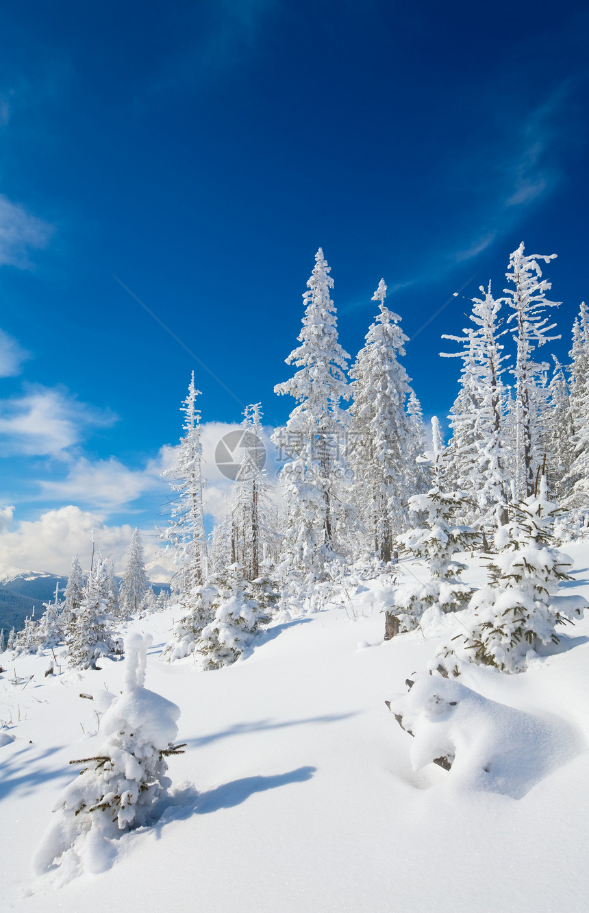 山边喀尔巴阡乌克兰边的林木被雪覆盖喀尔巴阡山图片