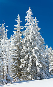 冬雪覆盖了山坡上蓝天空背景的山边风雪覆盖了卷木高清图片
