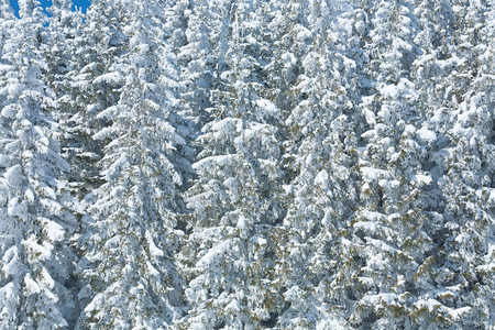 冬季雪卷木自然背景图片