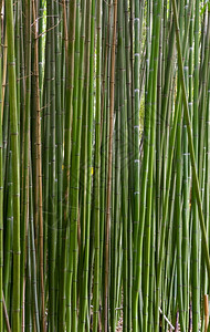 青竹植物的高绿色树干图片