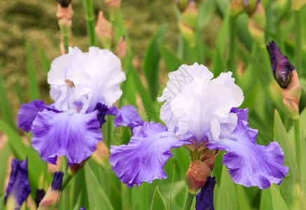 花床上美丽的紫蓝色花朵Macro图片
