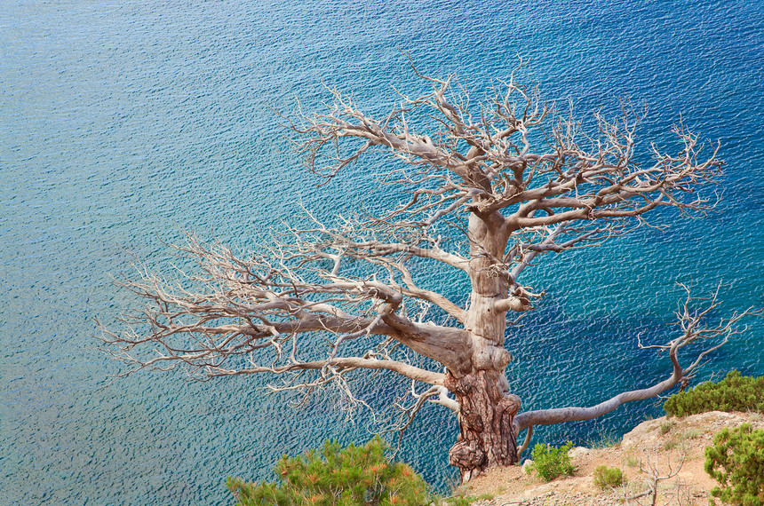 海洋背景上的枯树克里米亚乌兰图片