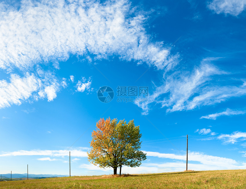 天空上孤单的秋树有云层背景三针缝合图像图片