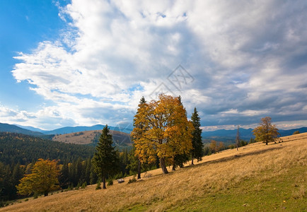 秋山丘树多彩喀尔巴阡山乌克兰图片