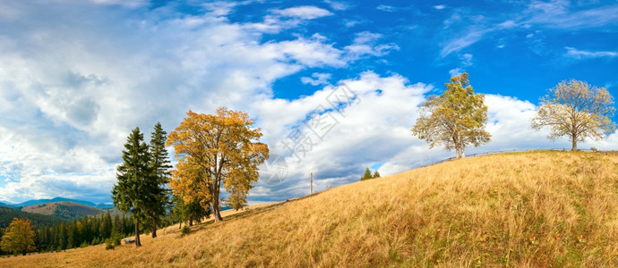 秋山丘上树多彩喀尔巴阡山乌克兰背景