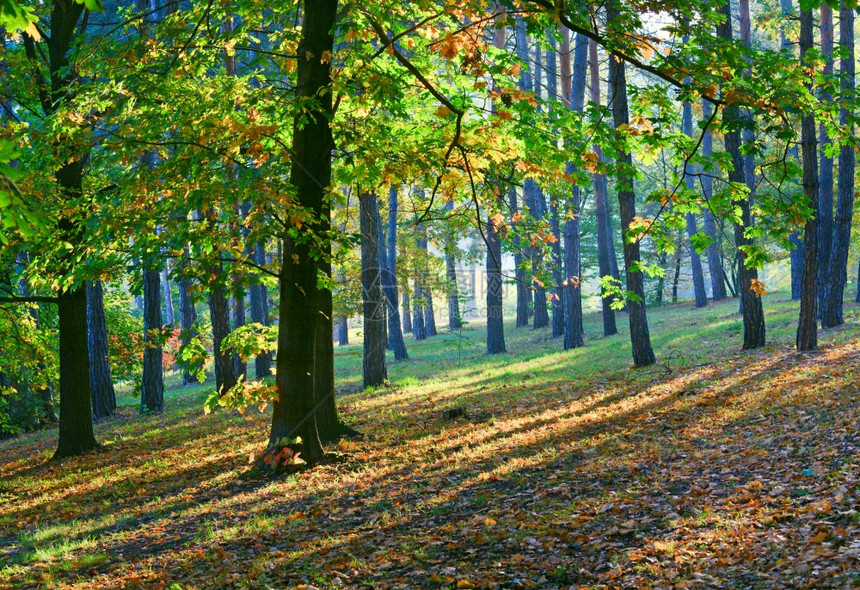 秋天城市公园的黄绿橡树和阳光图片