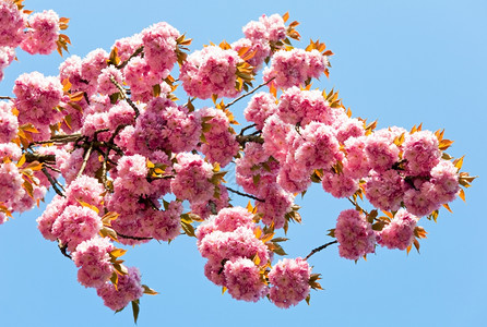 粉红的日本樱桃树花盛开背景图片