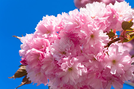 粉红的日本樱桃树花盛开图片