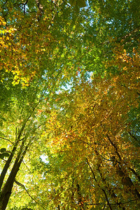 阳光明媚的蜂蜜林中第一个秋天黄树叶图片