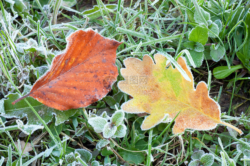秋橡叶和绿草Macro上第一个秋叶的绿霜Harfrost图片