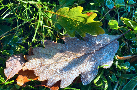 绿草Macro上第一个秋叶的绿霜Harfrost的橡树干叶图片