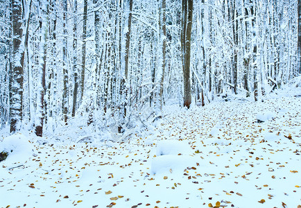 10月山脚林第一次冬雪和去年秋叶图片
