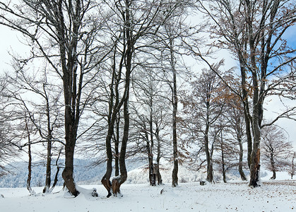 10月山脚林第一次冬雪和去年秋叶背景