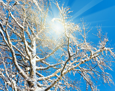 蓝天空背景的冬树枝阳光图片