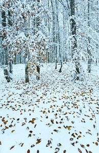 10月山丘森林第一次冬季下雪去年秋天叶过后图片