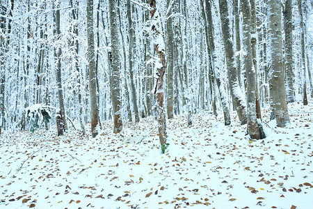 10月山脚林第一次冬雪和去年秋叶高清图片