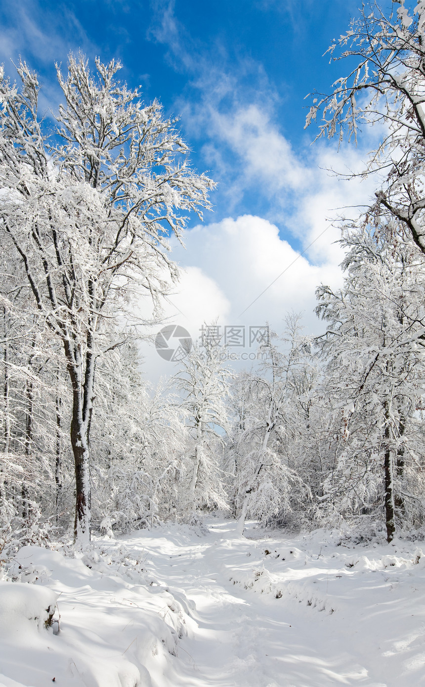 穿越美丽的山雪覆盖森林图片