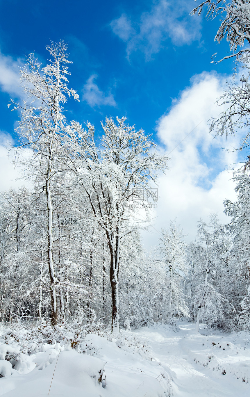 穿越美丽的山雪覆盖森林图片
