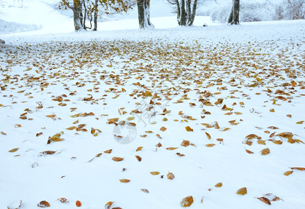 10月山脚林第一次冬雪和去年秋叶高清图片