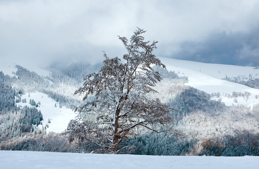 去年秋天山边的叶子上大的蜜蜂树第一次冬季雪图片