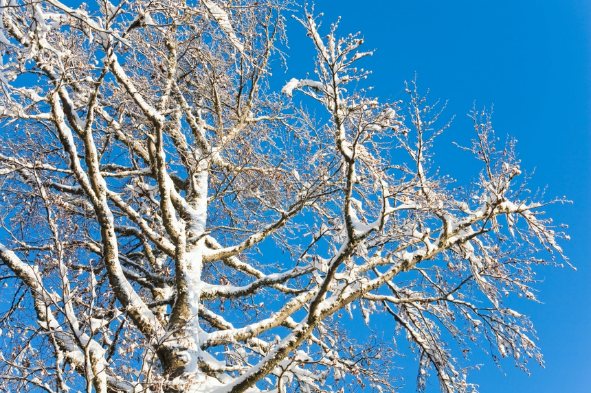 蓝色天空背景的冬季雪覆盖树枝图片