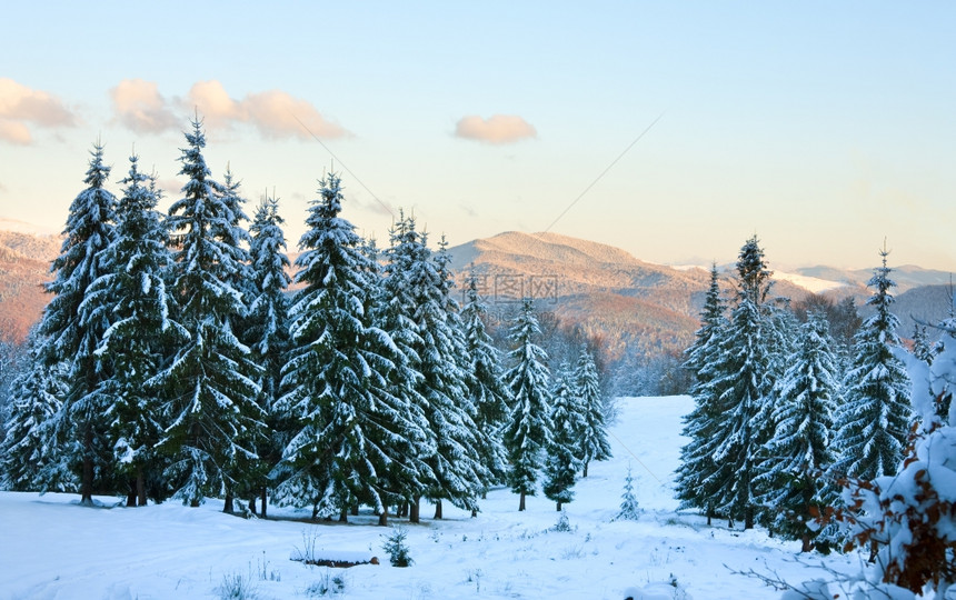 冬季日落的山地景观布满了和雪覆盖的树苗喀尔巴阡山乌克兰图片