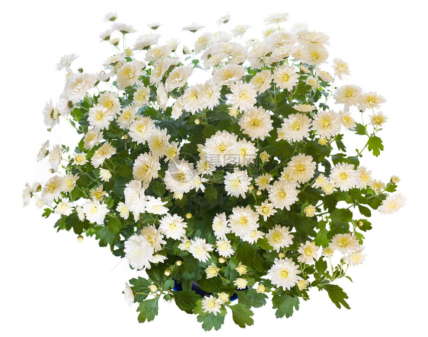 美丽的白菊花盆中孤立在色背景上图片