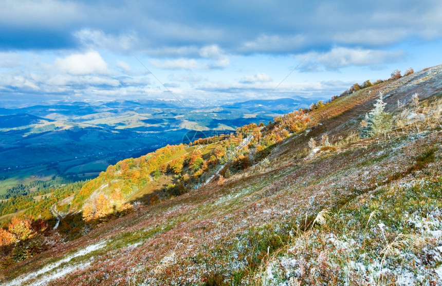 10月喀尔巴阡山博哈瓦高原第一次冬季雪和秋多彩的草莓灌木图片