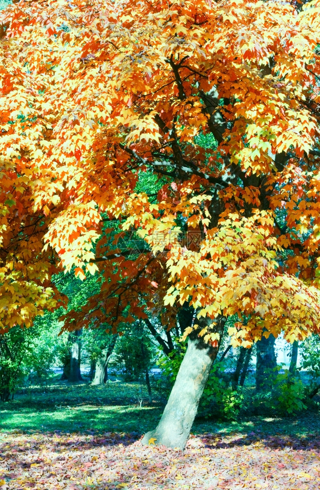 秋城市公园的树图片
