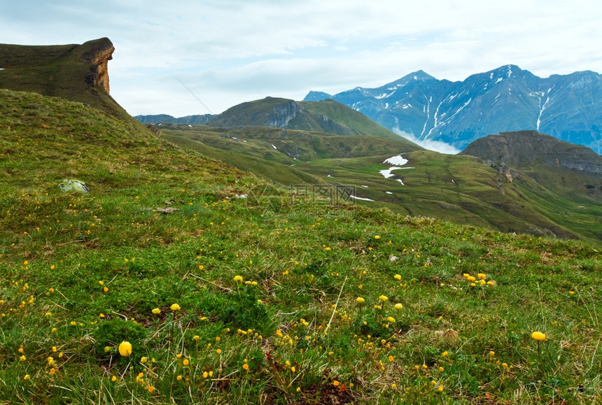 带有黄花的夏季阿尔卑斯山见Grossglockner高山路图片