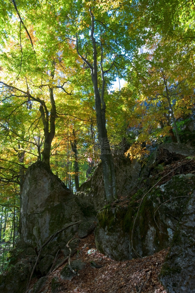 第一个秋天黄树叶在山羊林图片