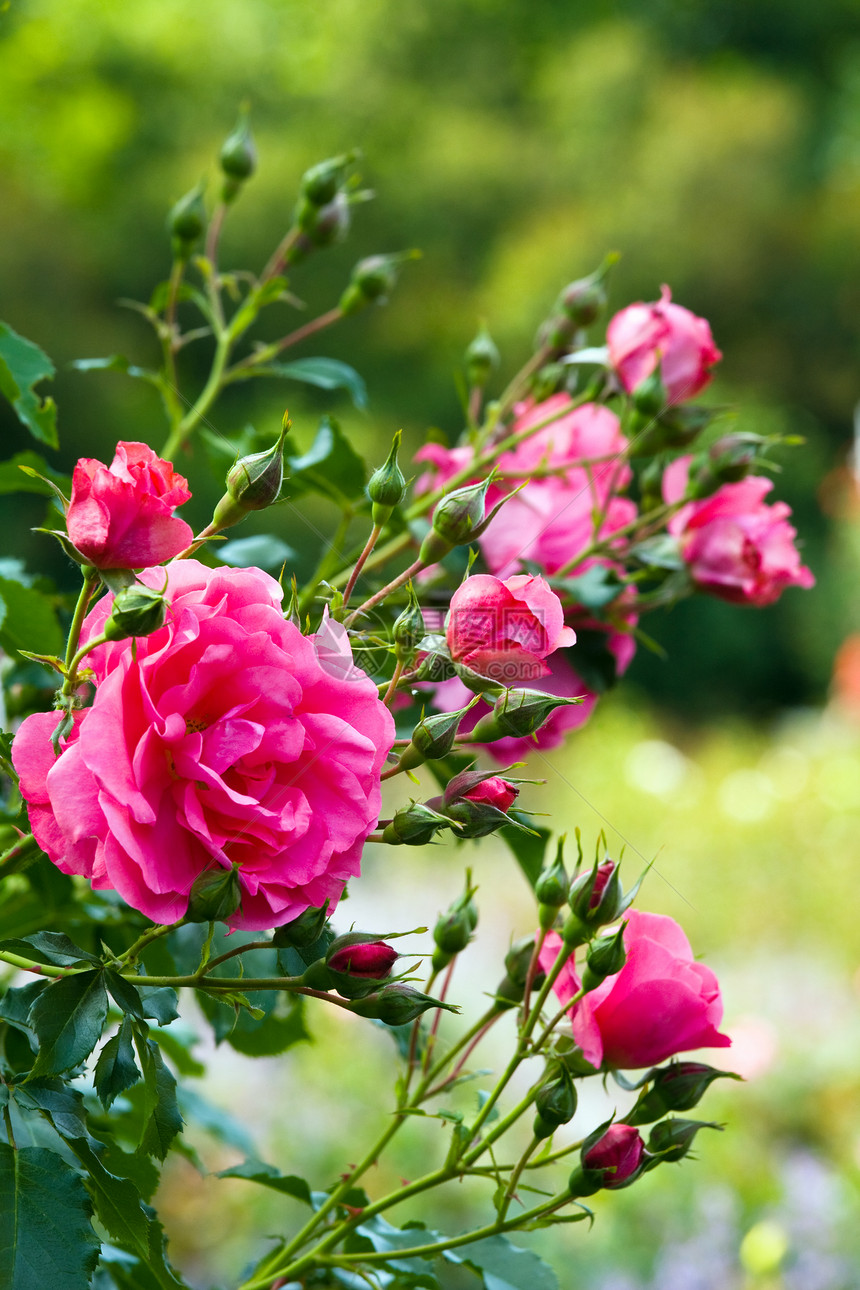 美丽的粉红玫瑰花Macro图片