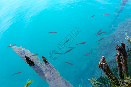 浅蓝清洁透明湖中小鱼的浅背景图片