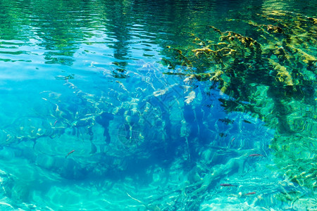 底部有小鱼和干树克罗地亚普利维茨湖公园图片