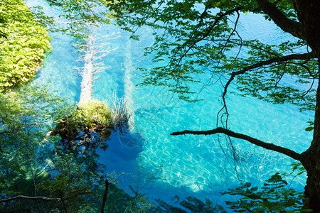 Summeranzure瘸式透明湖面和底部干树克罗地亚普利维茨湖公园图片