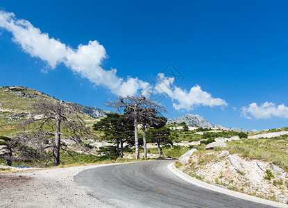 路边带道和干树的SummerLlogara路过面和干树阿尔巴尼亚图片