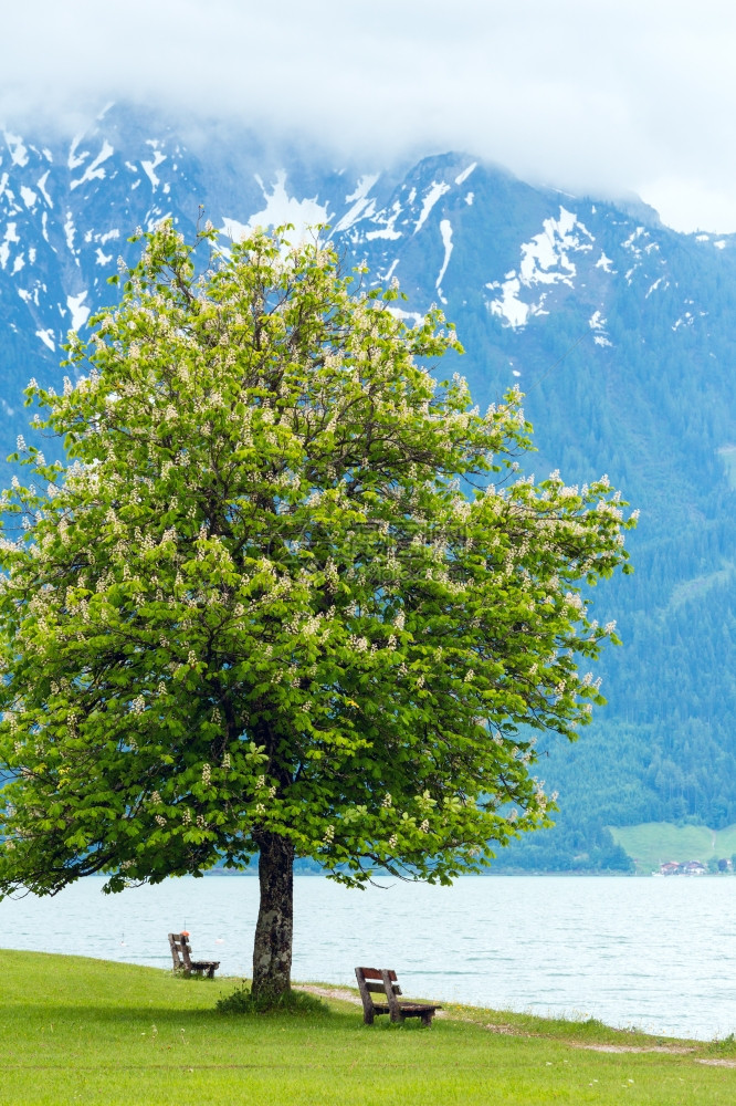 AchenseeAchen湖夏季风景岸上有开花的栗子树和长椅奥地利图片