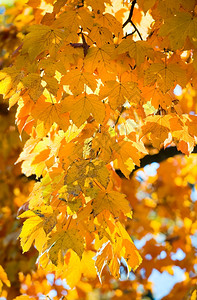 秋季城市公园的树扫图片