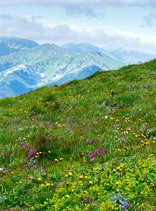 波兰塔特拉山的夏季野生花朵前面的植物有一些风力运动效应图片