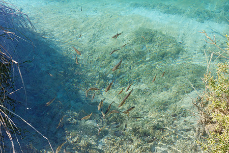 浅海中小鱼的清洁透明的湖泊和底部植物图片