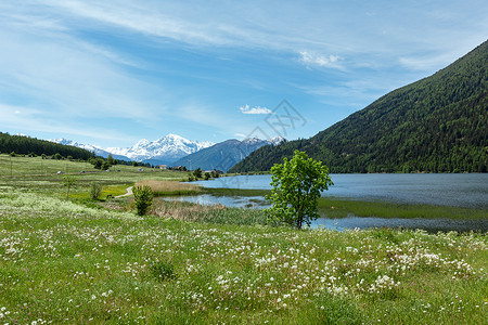 夏季盛开的阿尔卑山草地丹迪利翁阿尔卑斯山草地意大利高清图片