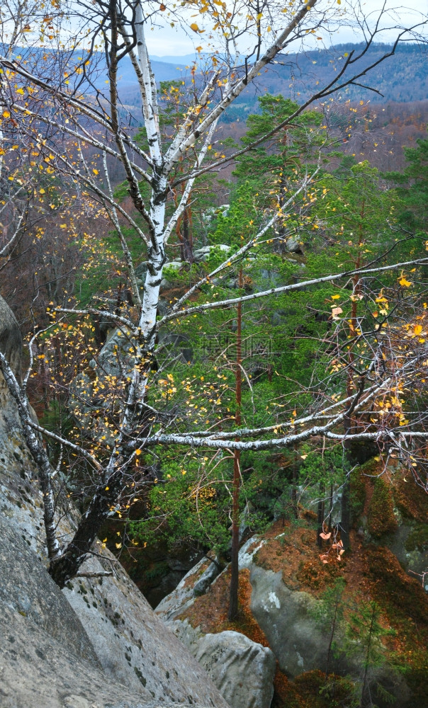 在秋天森林SkeliDovbusha伊万诺弗兰科夫斯克地区乌兰的大块高贵石头上图片