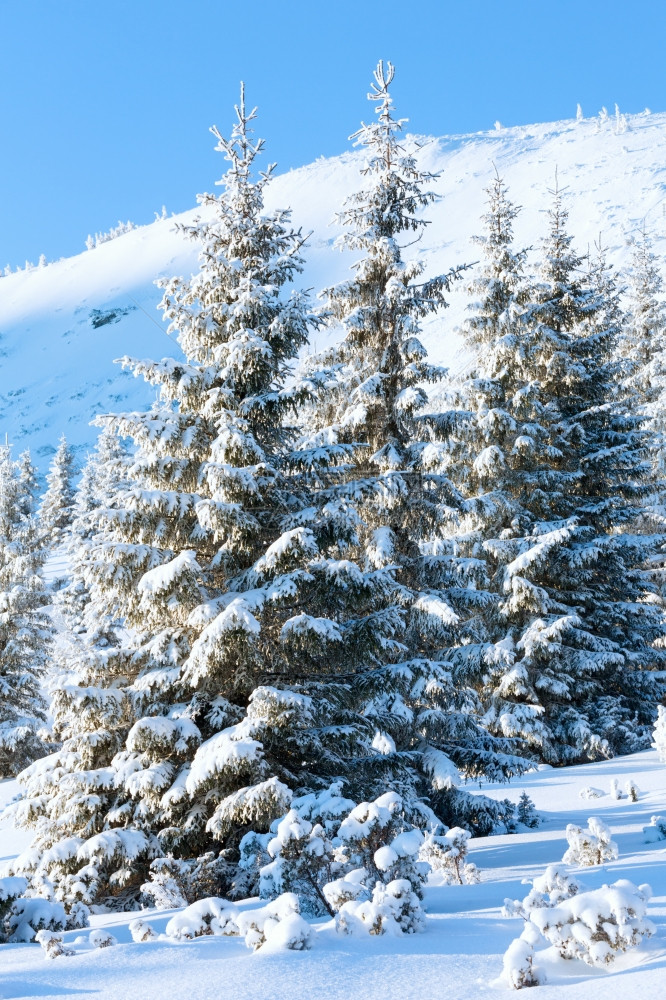 日出和冬季山地景观上有雪的fir树图片