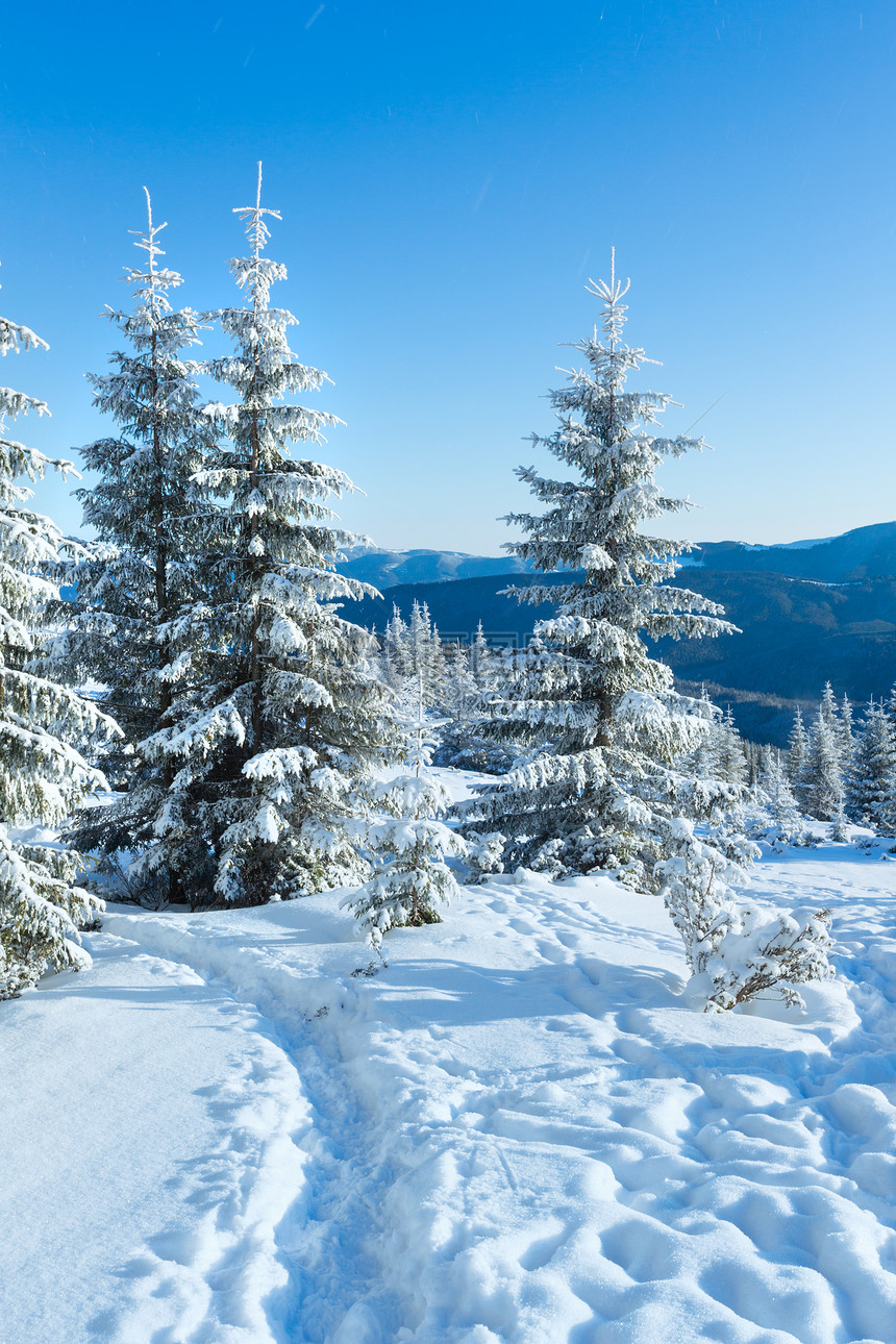 冬季山地风景清晨坡上有fir树图片